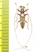 Olenecamptus sp.  Malaysia, Borneo - INSECTS-STORE.RU