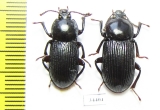 Tenebrionidae sp.  Australia - INSECTS-STORE.RU