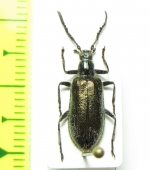 Tenebrionidae sp.  India - INSECTS-STORE.RU