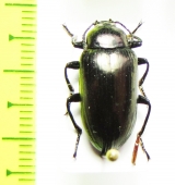 Amarygmus corinthius  Malaysia, Borneo - INSECTS-STORE.RU