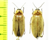 Lampyridae sp.  Malaysia - INSECTS-STORE.RU
