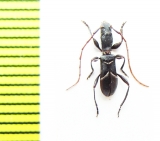 Tillomorpha lineoligera  Chile - INSECTS-STORE.RU