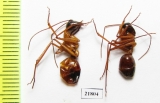 Formicidae sp.  Zambia - INSECTS-STORE.RU