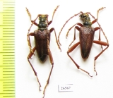 Akimerus schaefferi  Czech Rep. - INSECTS-STORE.RU