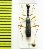 Neocollyris linearis  Thailand - INSECTS-STORE.RU