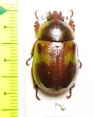 Kibakoganea sexmaculata  Thailand - INSECTS-STORE.RU