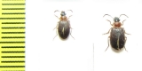 Carabidae sp.  South Africa Rep. - INSECTS-STORE.RU