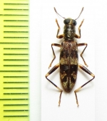 Cleridae sp.  Malaysia - INSECTS-STORE.RU