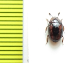 Monomma sp.  Peru - INSECTS-STORE.RU