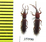 Brentidae sp.  Tanzania - INSECTS-STORE.RU