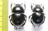 Trypocopris fausti, pair  Azerbaijan - INSECTS-STORE.RU