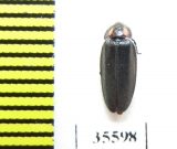 Lampyridae sp.  Mexico - INSECTS-STORE.RU