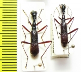 Neocollyris compressicollis  Vietnam - INSECTS-STORE.RU