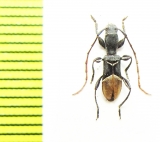 Tillomorpha lineoligera  Chile - INSECTS-STORE.RU