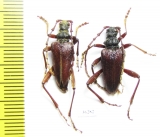 Akimerus schaefferi  Russia, Voronezh reg. - INSECTS-STORE.RU