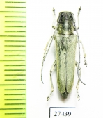 Phytoecia rebeccae  Iran, Kurdistan prov. - INSECTS-STORE.RU