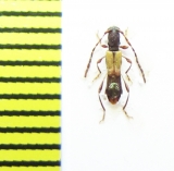 Brachypteroma ottomanum  Italy - INSECTS-STORE.RU