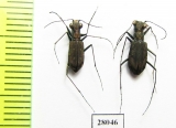 Cylindera kaleea, pair  China, Sichuan prov. - INSECTS-STORE.RU