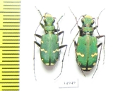 Cicindela desertorum, pair  Armenia - INSECTS-STORE.RU