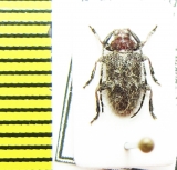 Cerambycidae sp.  Malawi - INSECTS-STORE.RU