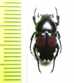 Pygora rufoplagiata  Madagascar - INSECTS-STORE.RU