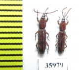 Brentidae sp.  Tanzania - INSECTS-STORE.RU