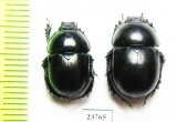 Trypocopris ? vernalis appeninicus  Italy - INSECTS-STORE.RU