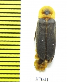 Lampyridae sp.  South Africa Rep. - INSECTS-STORE.RU