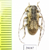 Dufauxia guaicurana  Peru - INSECTS-STORE.RU