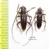 Cerambycidae sp., pair  Paraguay - INSECTS-STORE.RU