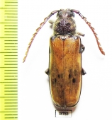 Gigantotrichoderes flabellicornis  Costa Rica - INSECTS-STORE.RU