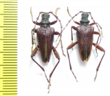 Akimerus schaefferi  Russia, Voronezh reg. - INSECTS-STORE.RU