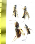 Ichneumonoidea sp.  Russia, Tver reg. - INSECTS-STORE.RU
