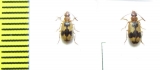 Carabidae sp.  South Africa Rep. - INSECTS-STORE.RU
