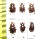 Phaeochrous sp.  Indonesia, Papua - INSECTS-STORE.RU