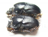 Bubas bubaloides, pair  Israel - INSECTS-STORE.RU