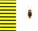 Mycetophagidae, Esarcus abeillei  Italy - INSECTS-STORE.RU