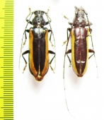Cerambycidae sp., pair  Peru - INSECTS-STORE.RU