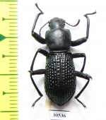 Tenebrionidae sp.  Australia - INSECTS-STORE.RU