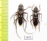 Cerambycidae sp., pair  Paraguay - INSECTS-STORE.RU