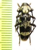 Plagionotus bartholomei, male  Iran, Golestan prov. - INSECTS-STORE.RU