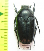 Cetoniinae sp.  Laos - INSECTS-STORE.RU