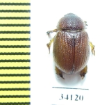 Orubesa athleta  Uzbekistan - INSECTS-STORE.RU