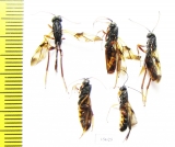 Ichneumonoidea sp.  Russia, Tver reg. - INSECTS-STORE.RU