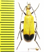 Meloidae sp.  Tanzania - INSECTS-STORE.RU