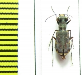 Cicindelinae sp.  Dominican Rep. - INSECTS-STORE.RU