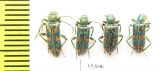 Trichodes sp.  Uzbekistan - INSECTS-STORE.RU