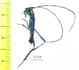 Cerambycidae sp.  South Africa Rep. - INSECTS-STORE.RU