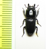 Figulus binodulus  Japan - INSECTS-STORE.RU