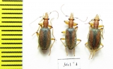 Carabidae sp.  Thailand - INSECTS-STORE.RU